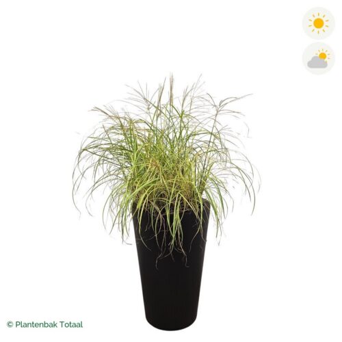 productfoto van plantenbak Fiberstone Belle Prachtriet