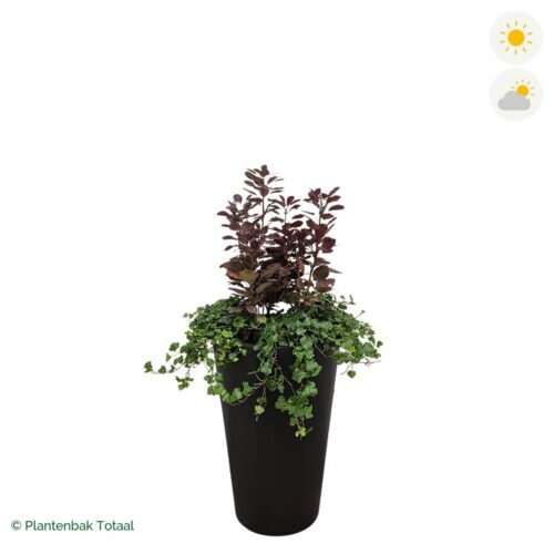 productfoto van plantenbak Fiberstone Belle Pruikenboom Combinatie