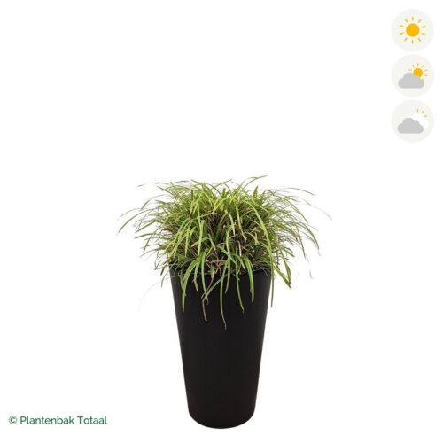 productfoto van plantenbak Fiberstone Belle Zegge