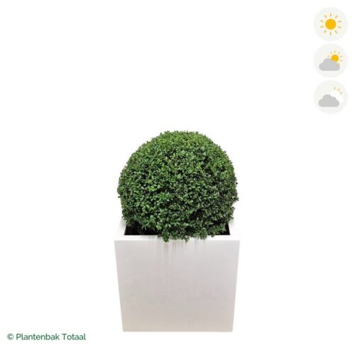 productfoto van plantenbak Fiberstone Block Hoogglans Wit Japanse Hulst