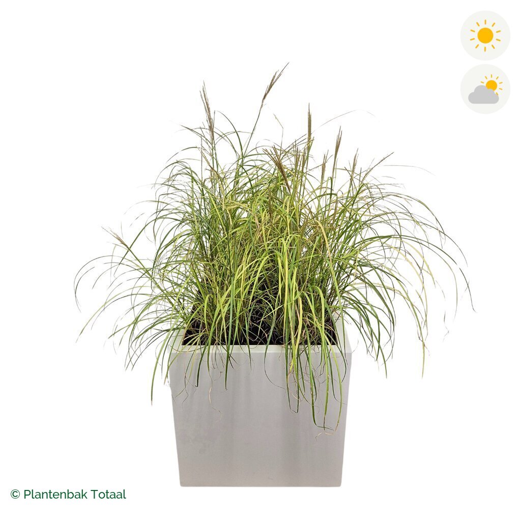 productfoto van plantenbak Fiberstone Block Hoogglans Wit Prachtriet