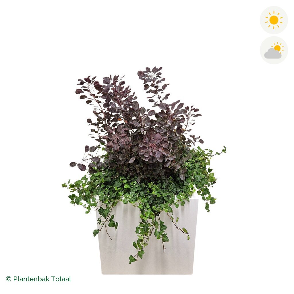productfoto van plantenbak Fiberstone Block Hoogglans Wit Pruikenboom Combinatie