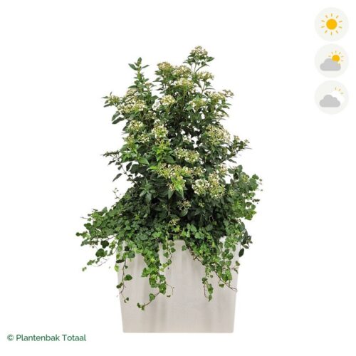 productfoto van plantenbak Fiberstone Block Hoogglans Wit Sneeuwbal Combinatie