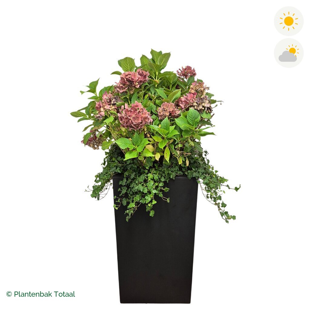 productfoto van plantenbak Fiberstone Bouvy XL Boerenhortensia Combinatie