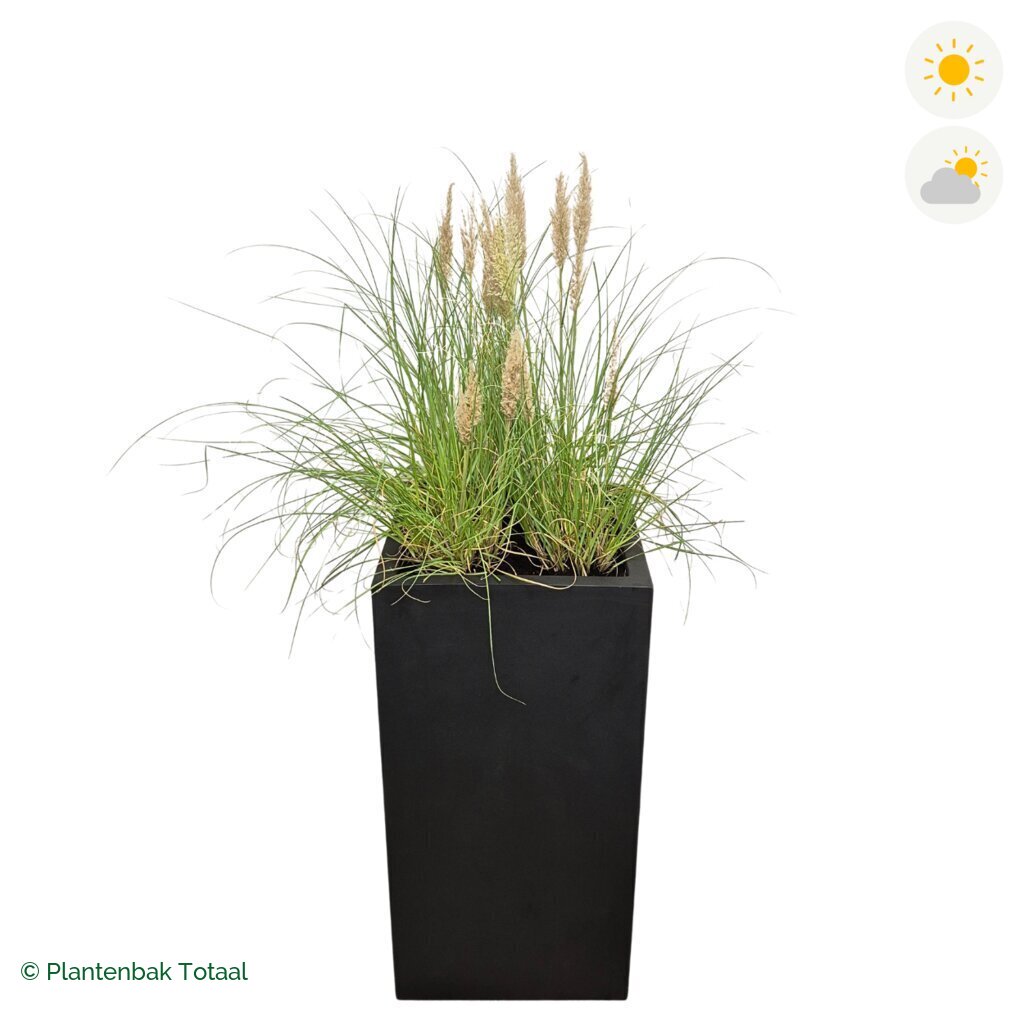 productfoto van plantenbak Fiberstone Bouvy XL Pampasgras