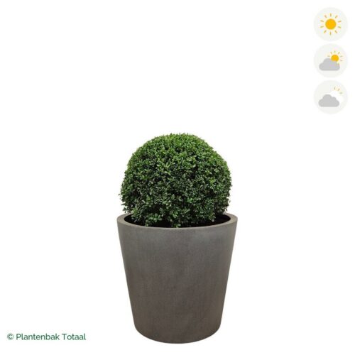 productfoto van plantenbak Fiberstone Bucket Japanse Hulst
