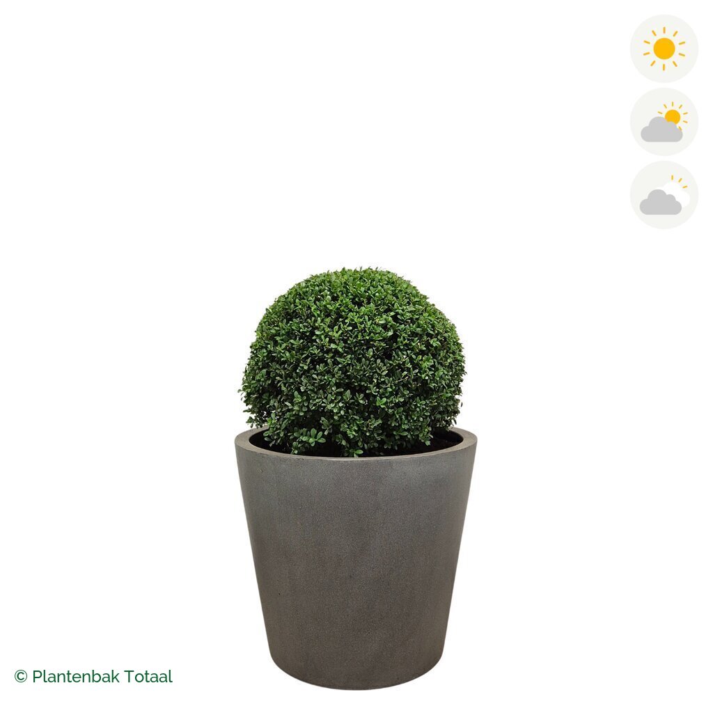 productfoto van plantenbak Fiberstone Bucket Japanse Hulst
