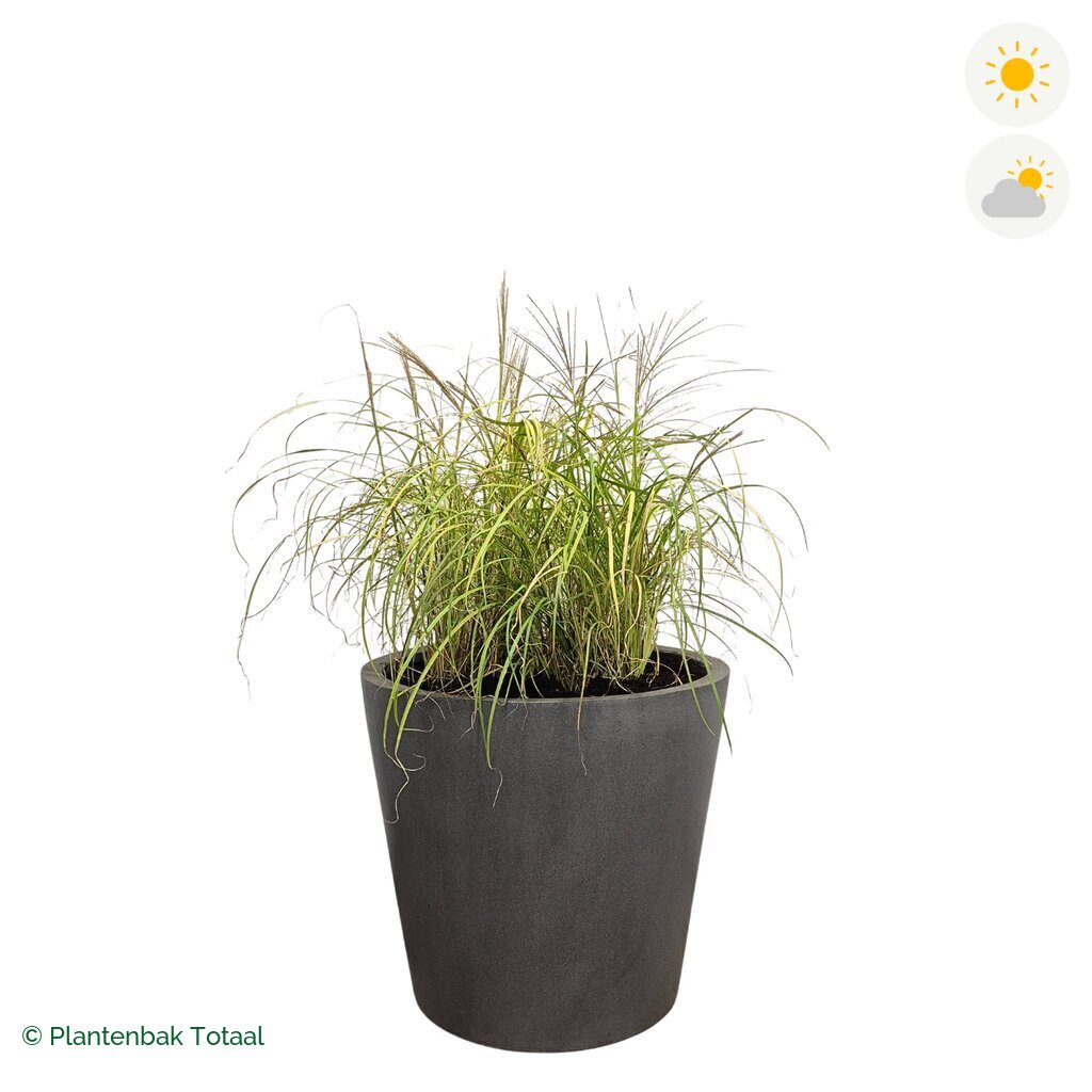 productfoto van plantenbak Fiberstone Bucket Prachtriet