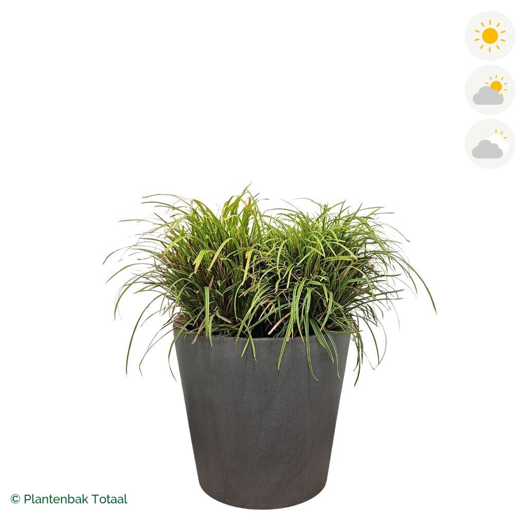 productfoto van plantenbak Fiberstone Bucket Zegge