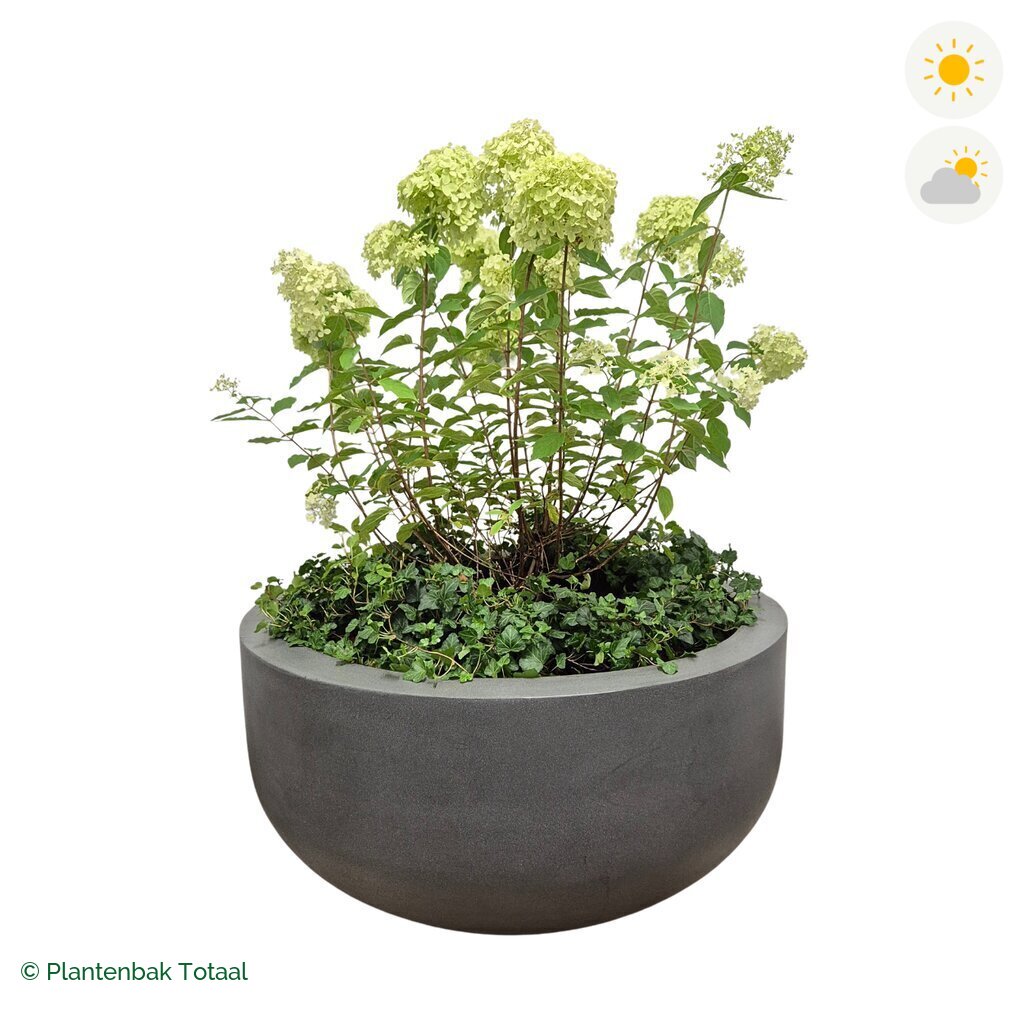 productfoto van plantenbak Fiberstone City Bowl Pluimhortensia Combinatie
