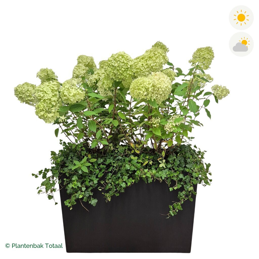 productfoto van plantenbak Fiberstone Jort Pluimhortensia Combinatie
