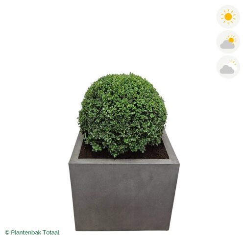 productfoto van plantenbak Fiberstone Jumbo Block Vierkant Japanse Hulst