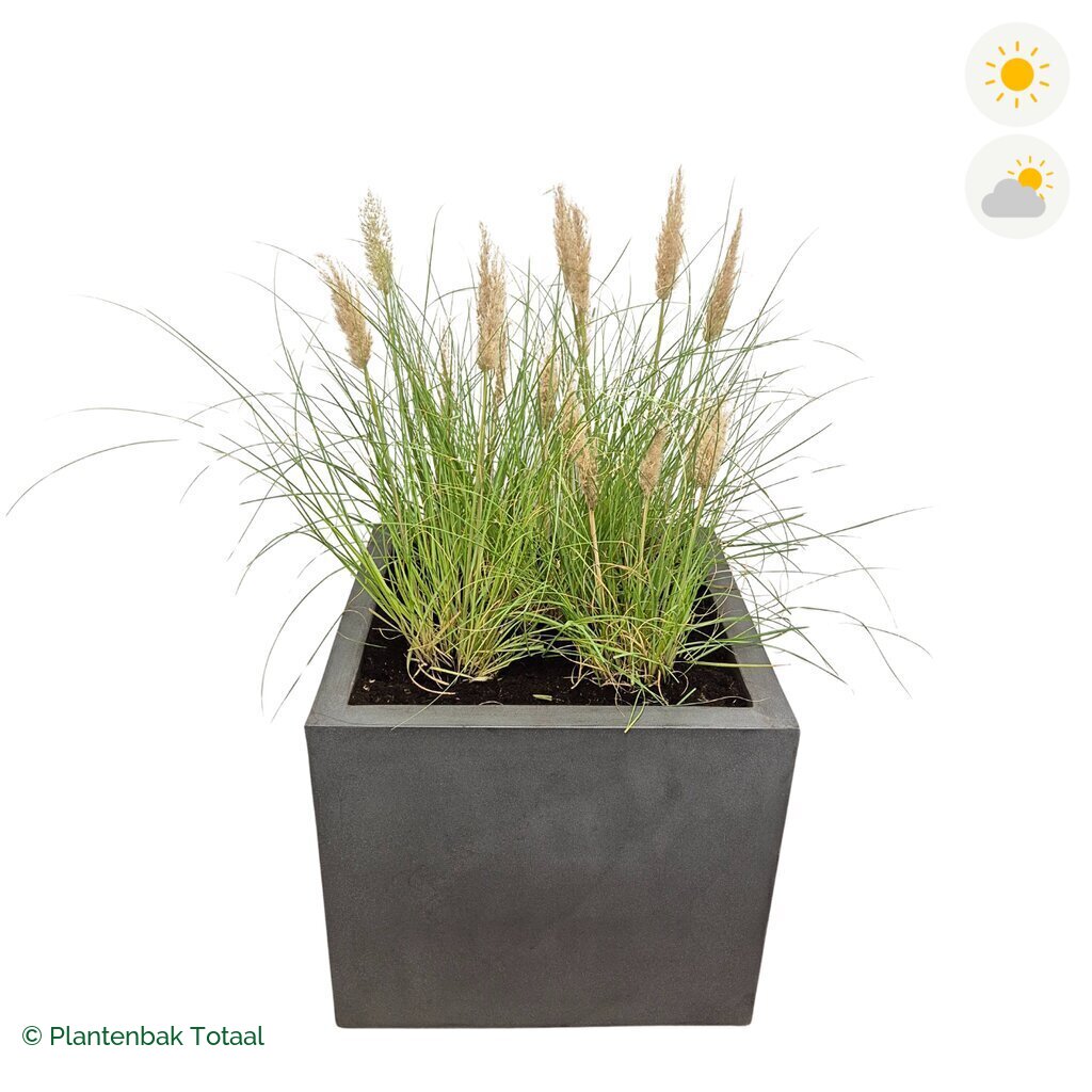 productfoto van plantenbak Fiberstone Jumbo Block Vierkant Pampasgras