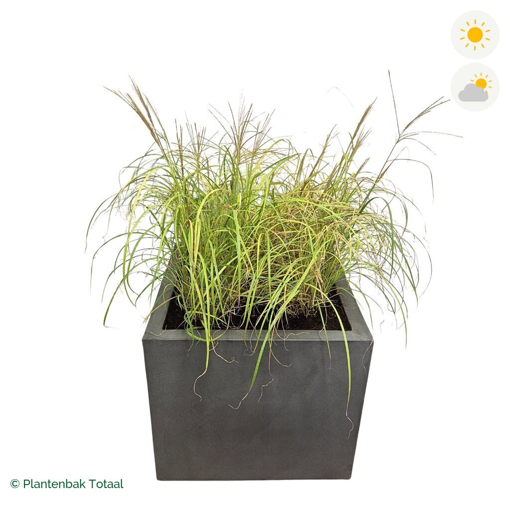 productfoto van plantenbak Fiberstone Jumbo Block Vierkant Prachtriet