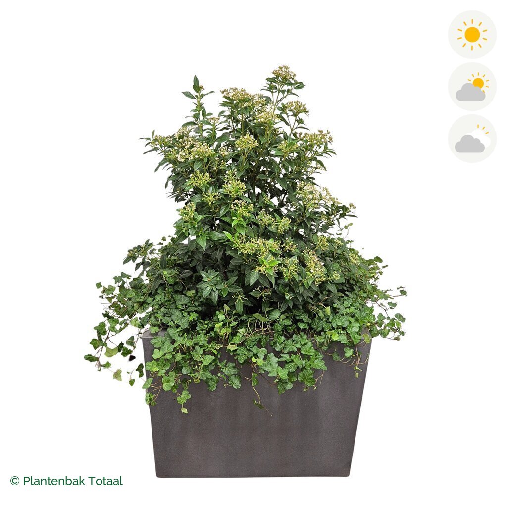 productfoto van plantenbak Fiberstone Jumbo Block Vierkant Sneeuwbal Combinatie