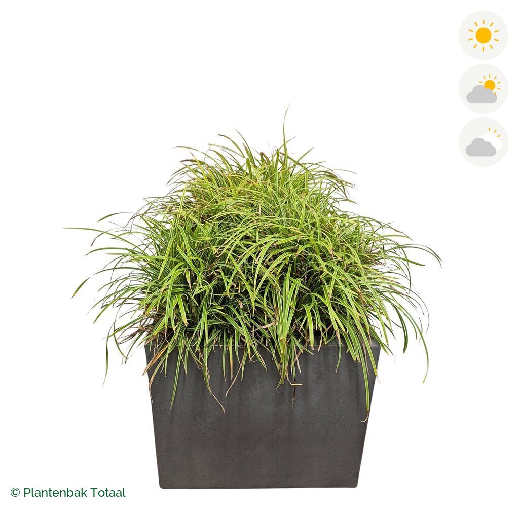 productfoto van plantenbak Fiberstone Jumbo Block Vierkant Zegge