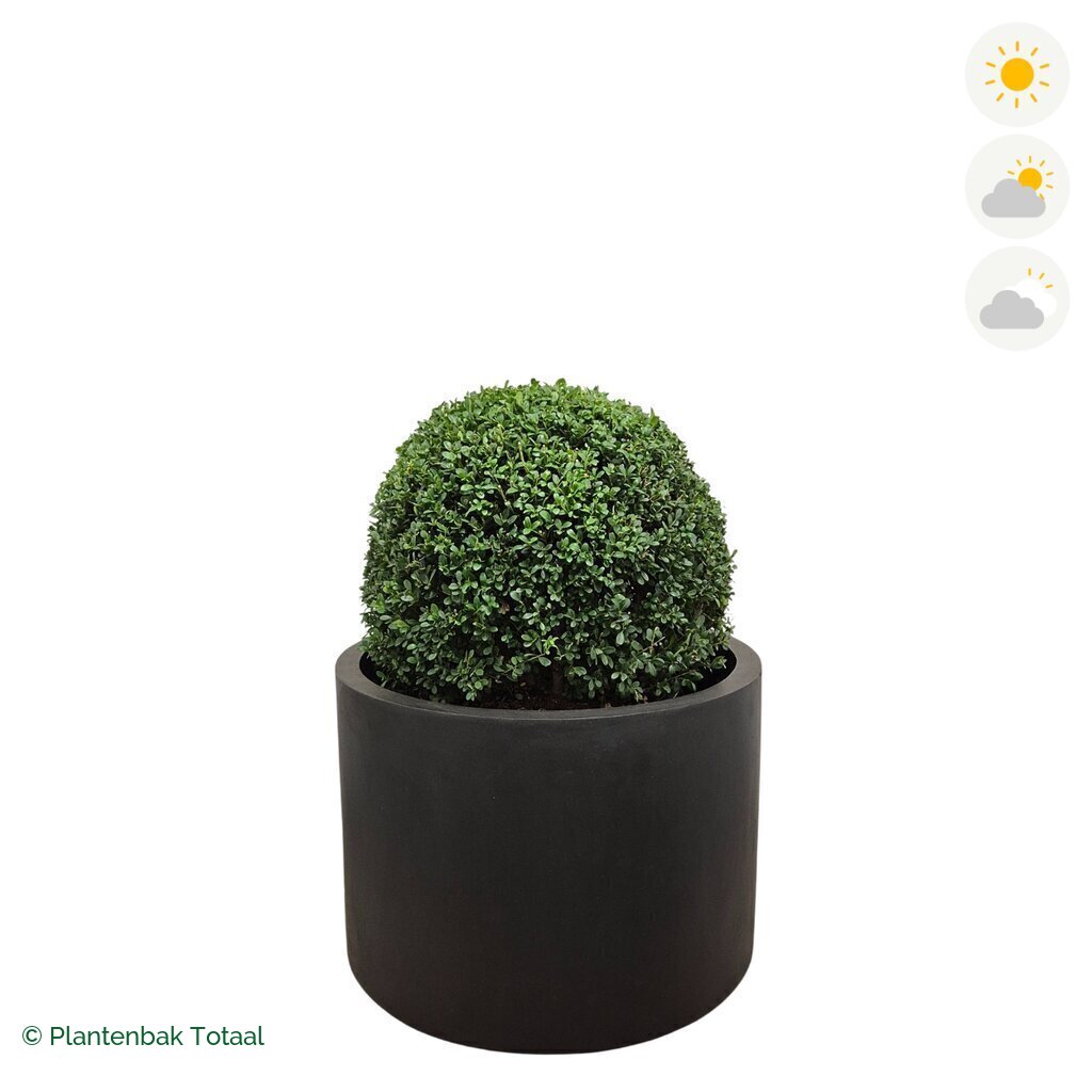 productfoto van plantenbak Fiberstone Jumbo Max Rond Japanse Hulst