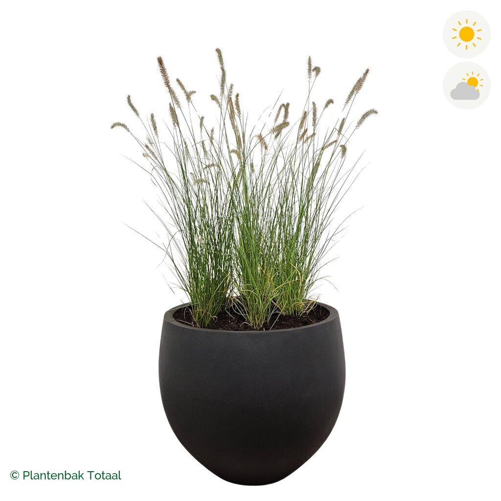 productfoto van plantenbak Fiberstone Orb Lampenpoetsersgras
