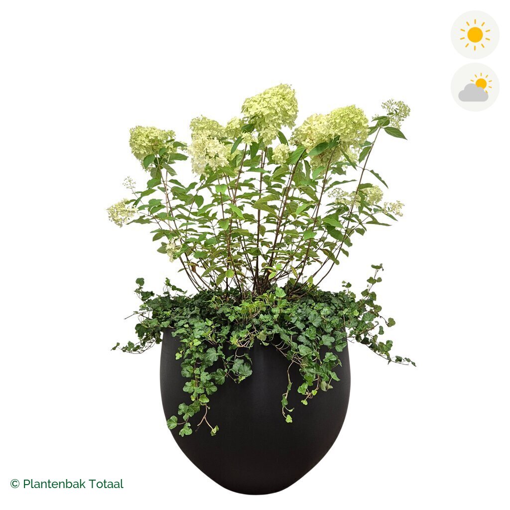 productfoto van plantenbak Fiberstone Orb Pluimhortensia Combinatie