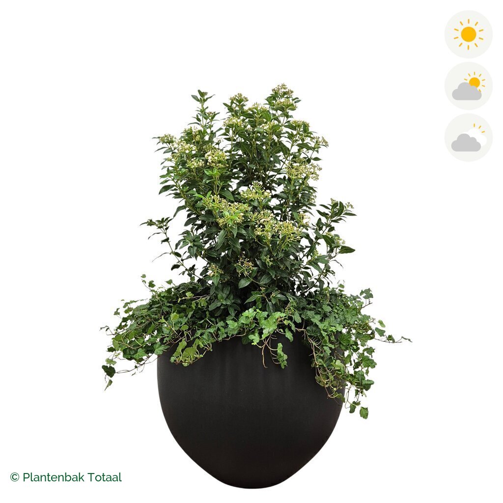 productfoto van plantenbak Fiberstone Orb Sneeuwbal Combinatie