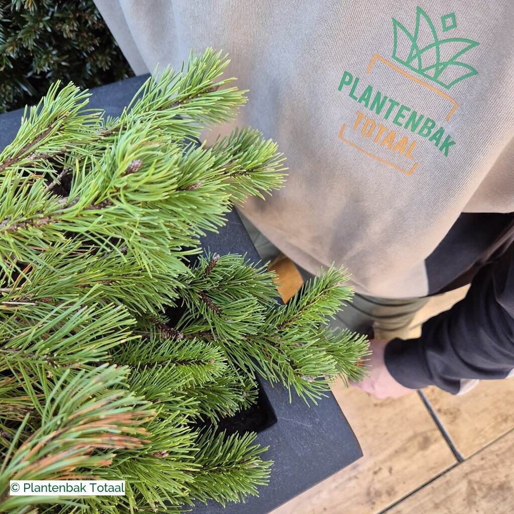 productlijn foto van plantenbak FF Jort rechthoek