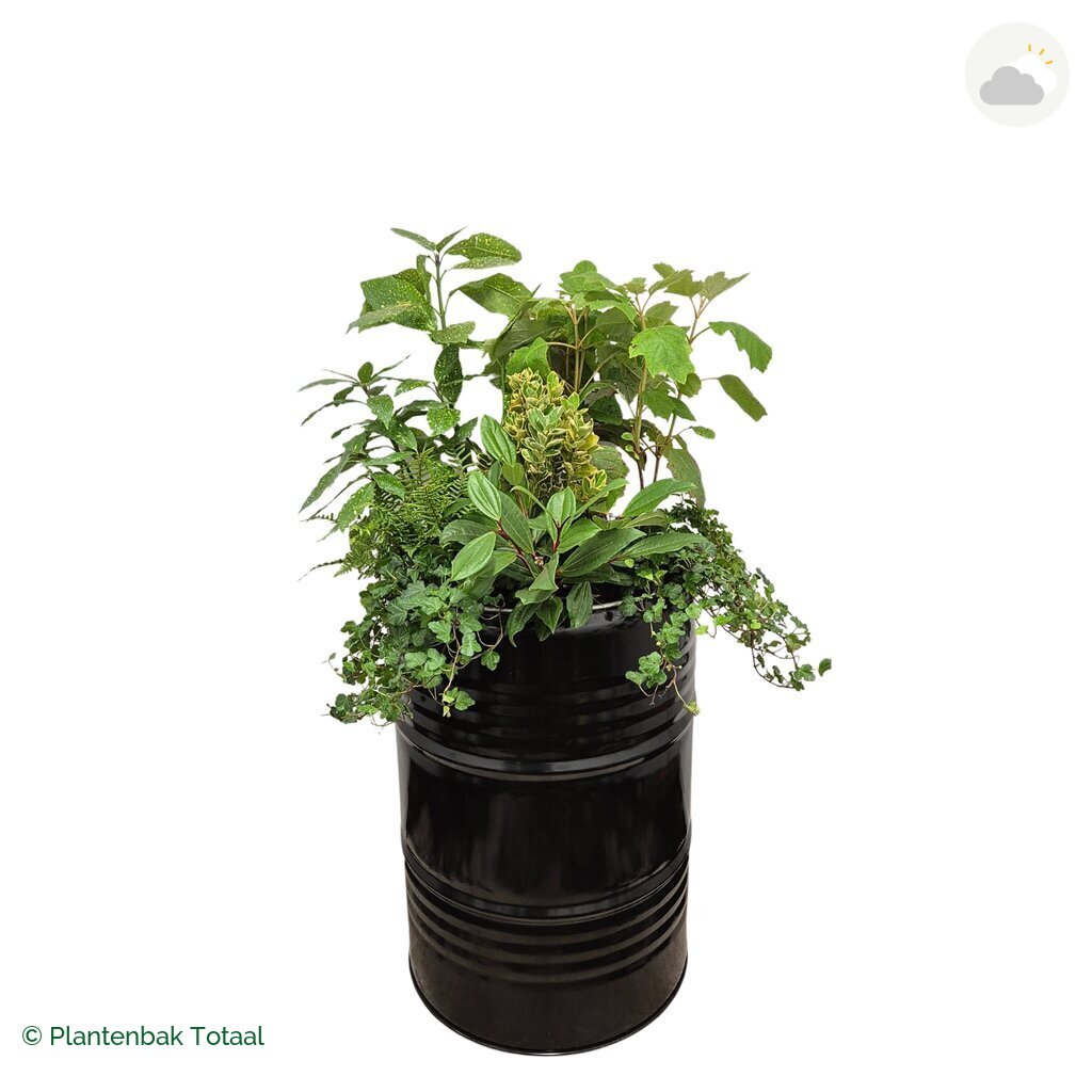 productfoto van plantenbak Metalen Olievat Set Amazone