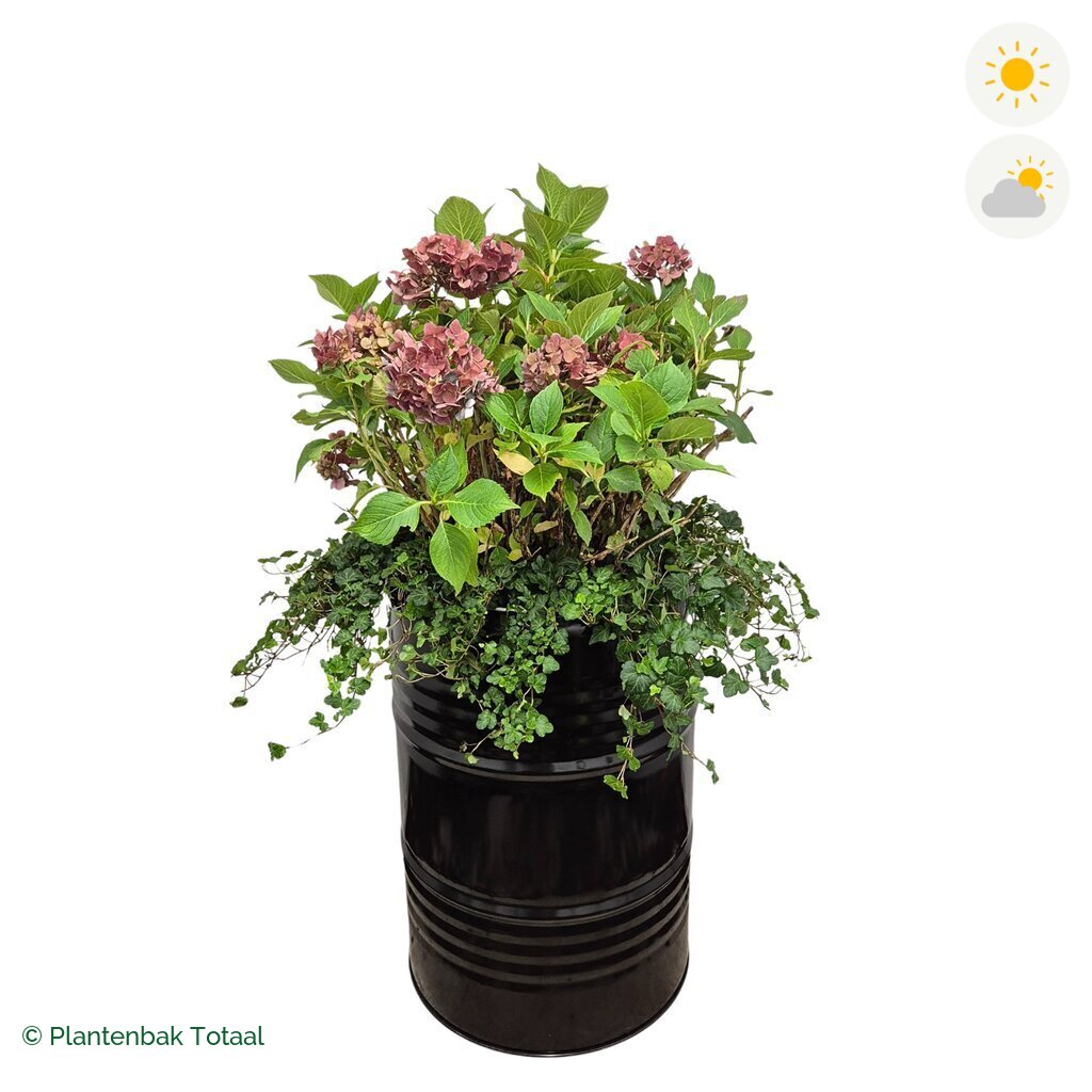 productfoto van plantenbak Metalen Olievat Boerenhortensia Combinatie