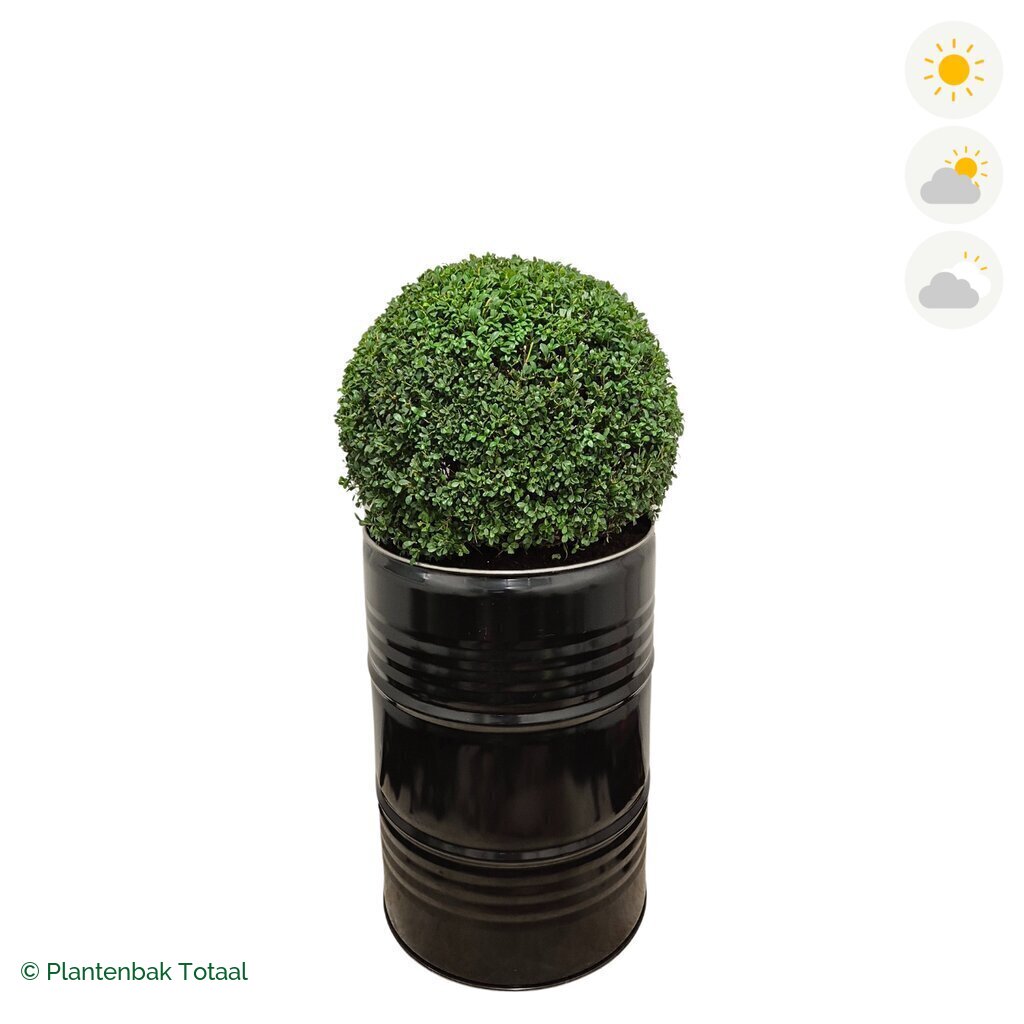 productfoto van plantenbak Metalen Olievat Japanse Hulst