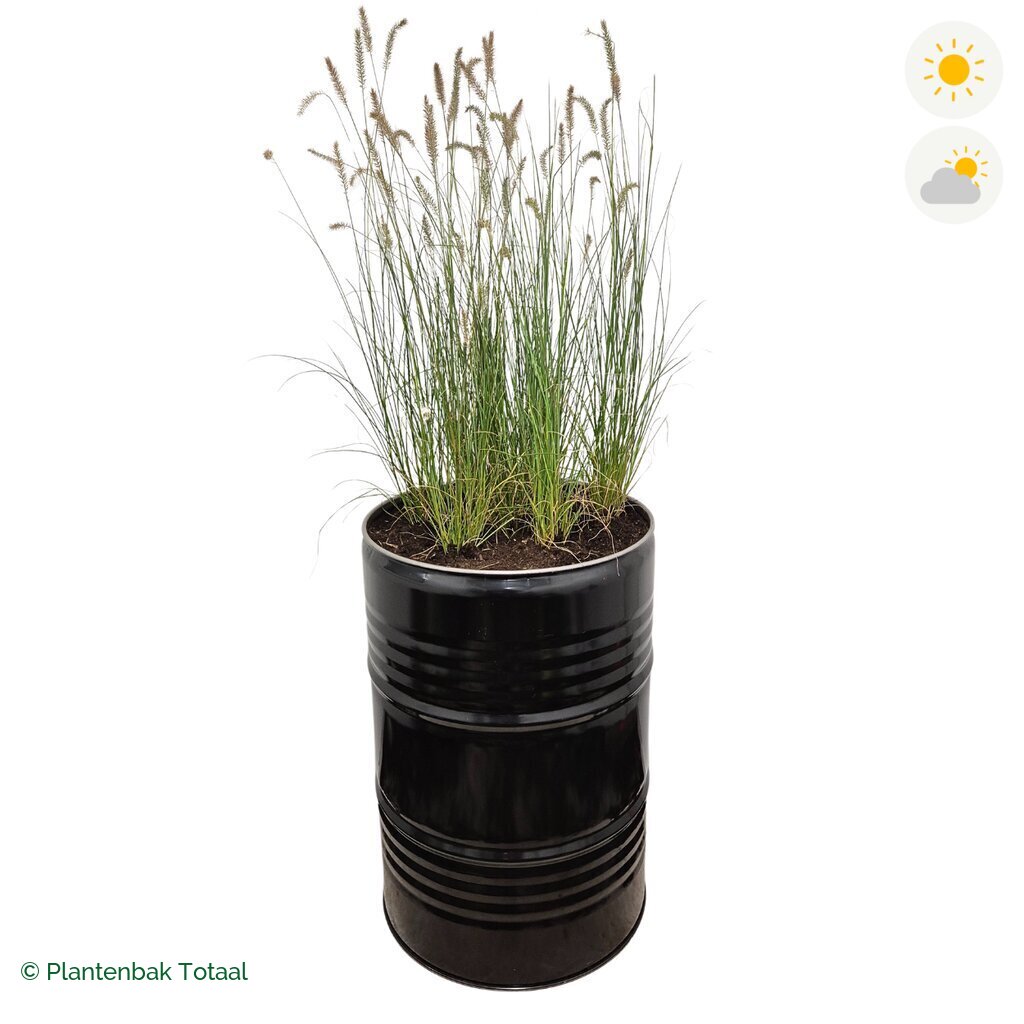 productfoto van plantenbak Metalen Olievat Lampenpoetsersgras
