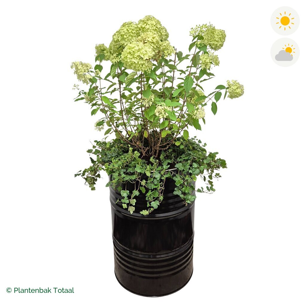 productfoto van plantenbak Metalen Olievat Pluimhortensia Combinatie