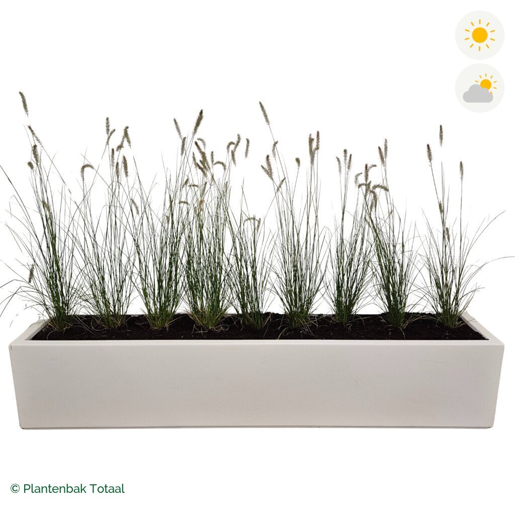 productfoto van plantenbak Polyester Carrez Langwerpig Lampenpoetsersgras