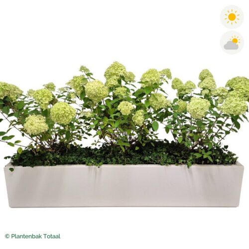 productfoto van plantenbak Polyester Carrez Langwerpig Pluimhortensia Combinatie