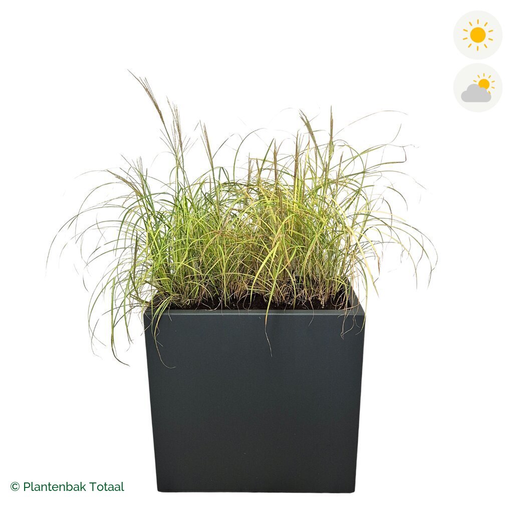 productfoto van plantenbak Polyester Carrez Rechthoek Prachtriet