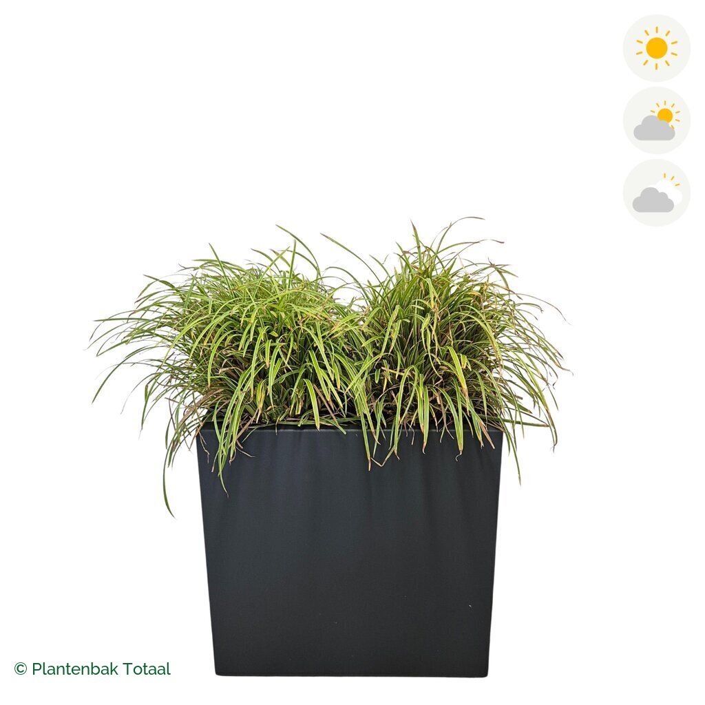 productfoto van plantenbak Polyester Carrez Rechthoek Zegge