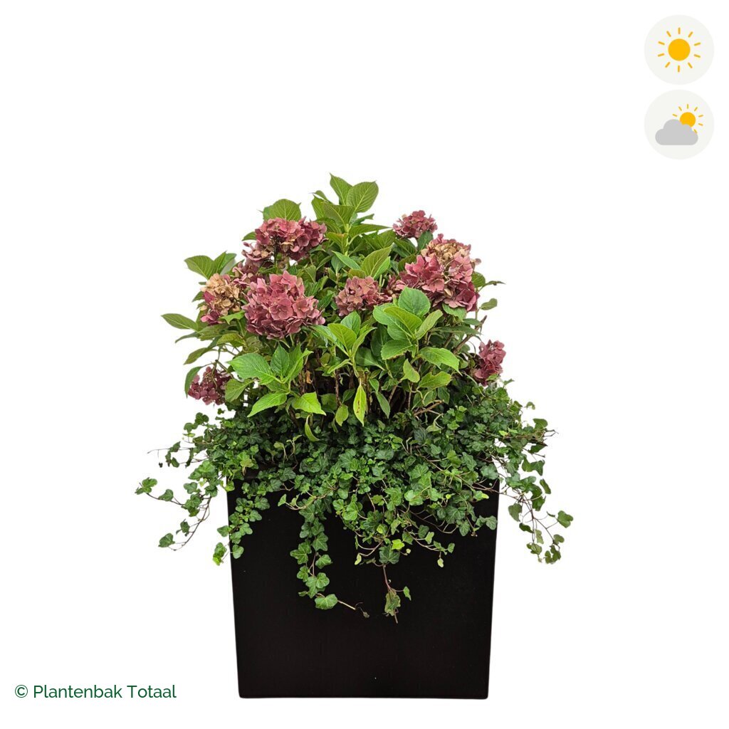 productfoto van plantenbak Polyester Carrez Vierkant Boerenhortensia Combinatie
