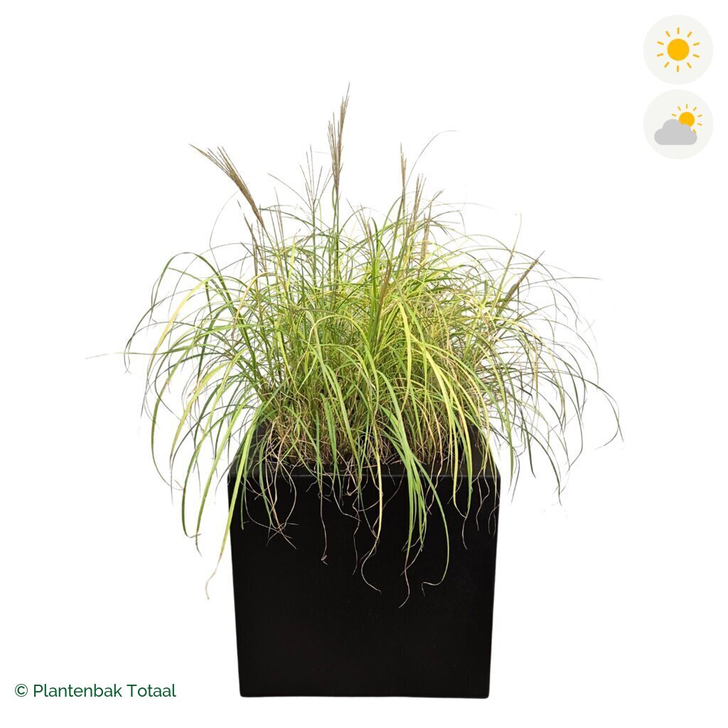 productfoto van plantenbak Polyester Carrez Vierkant Prachtriet