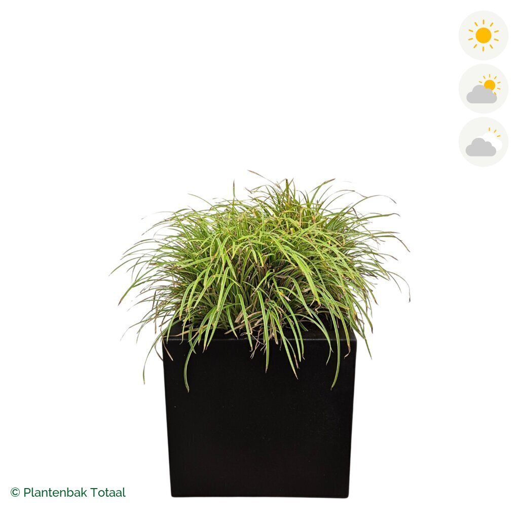 productfoto van plantenbak Polyester Carrez Vierkant Zegge