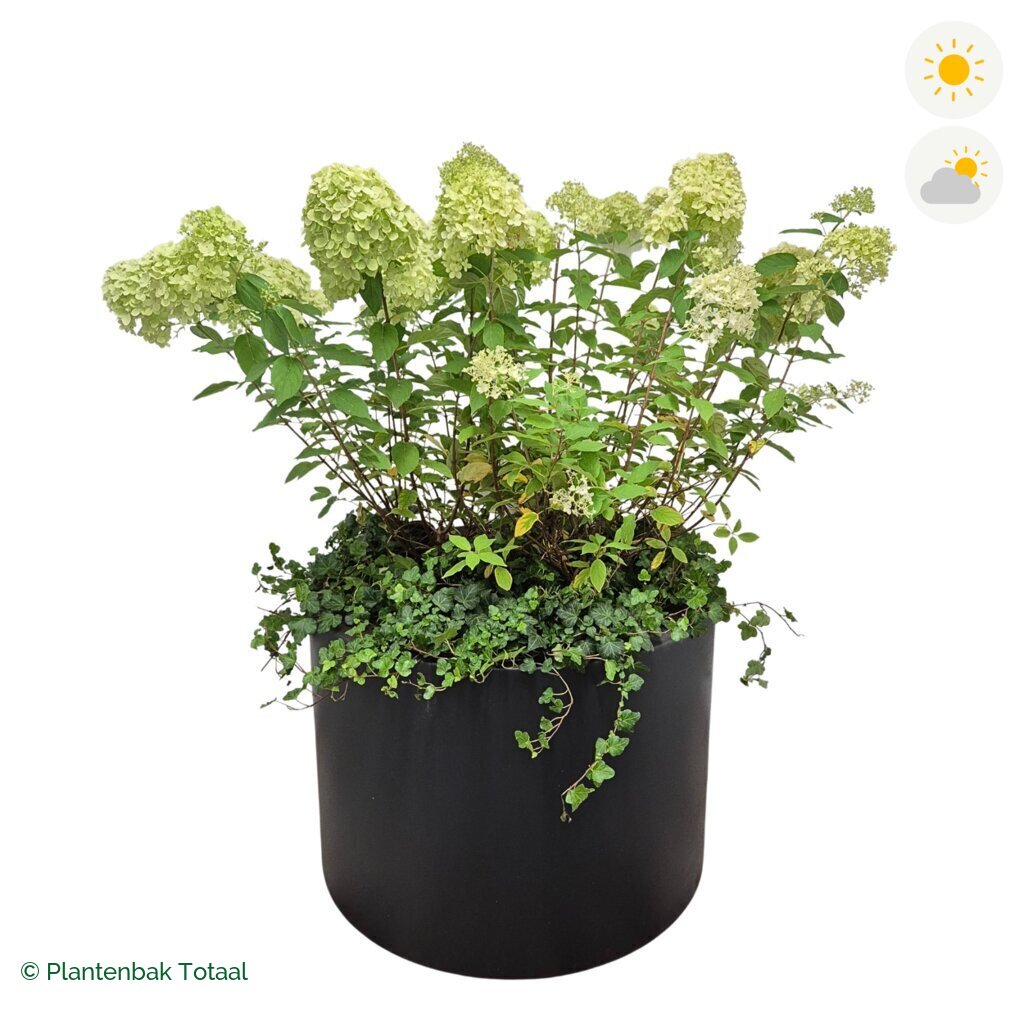 productfoto van plantenbak Polyester Circum Pluimhortensia Combinatie
