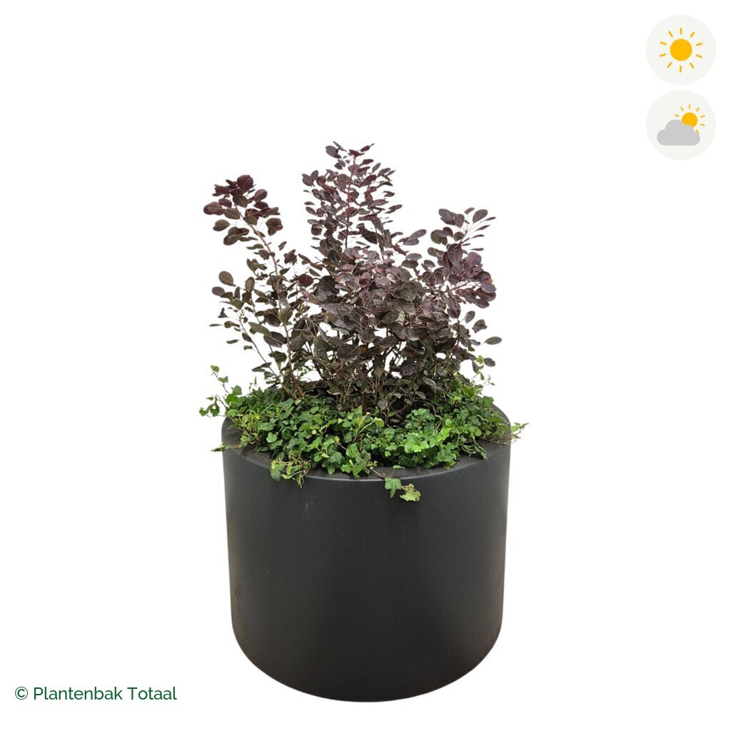 productfoto van plantenbak Polyester Circum Pruikenboom Combinatie