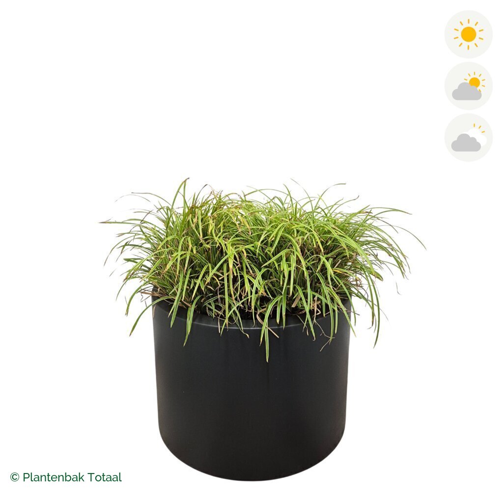 productfoto van plantenbak Polyester Circum Zegge
