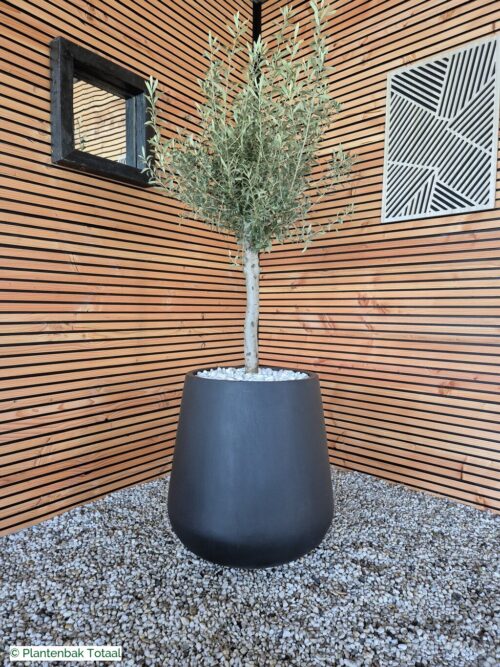 productfoto van plantenbak Fiberstone Pax XL - Olijfboom