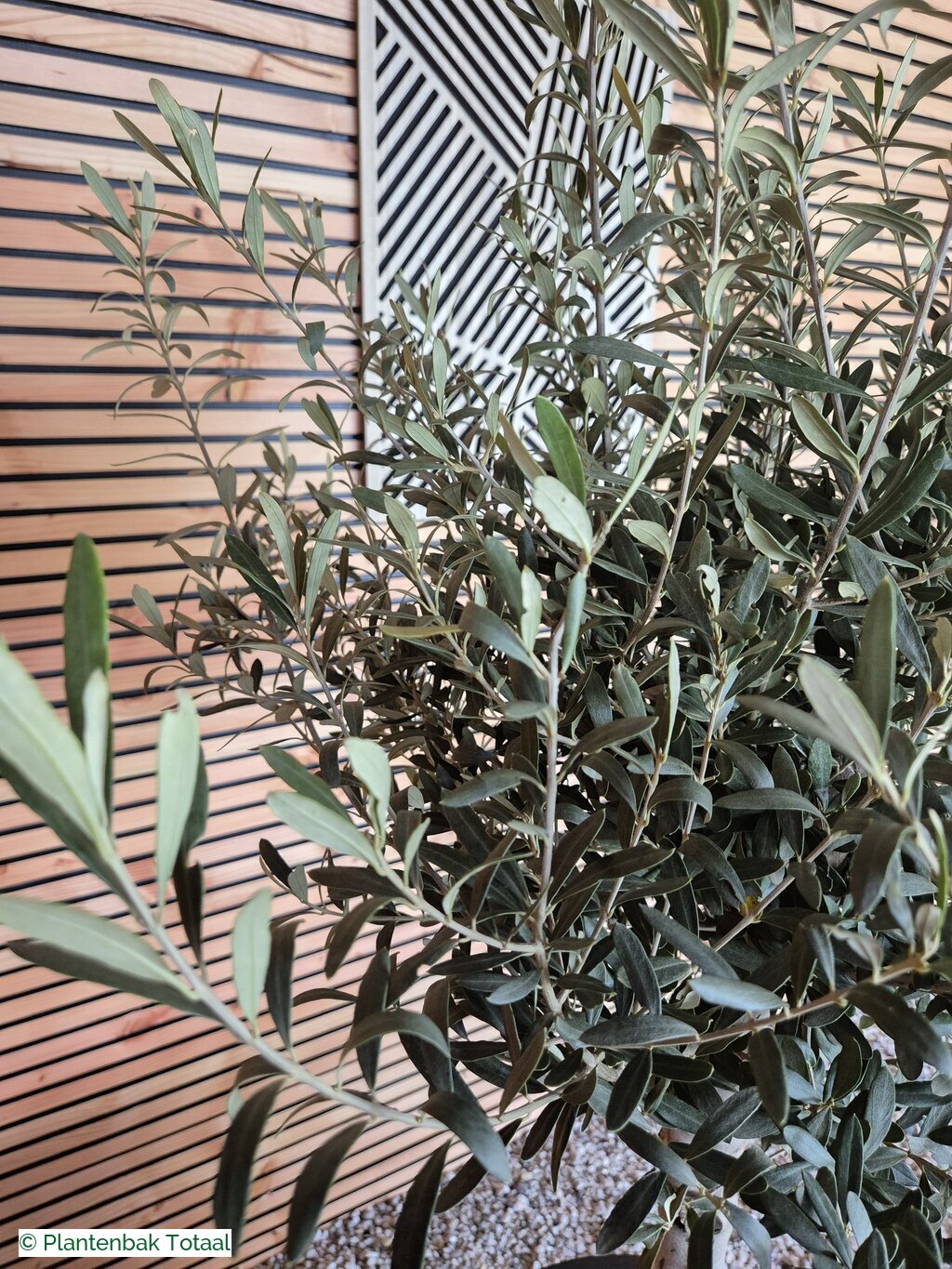 productfoto van plantenbak Fiberstone Pax XL - Olijfboom