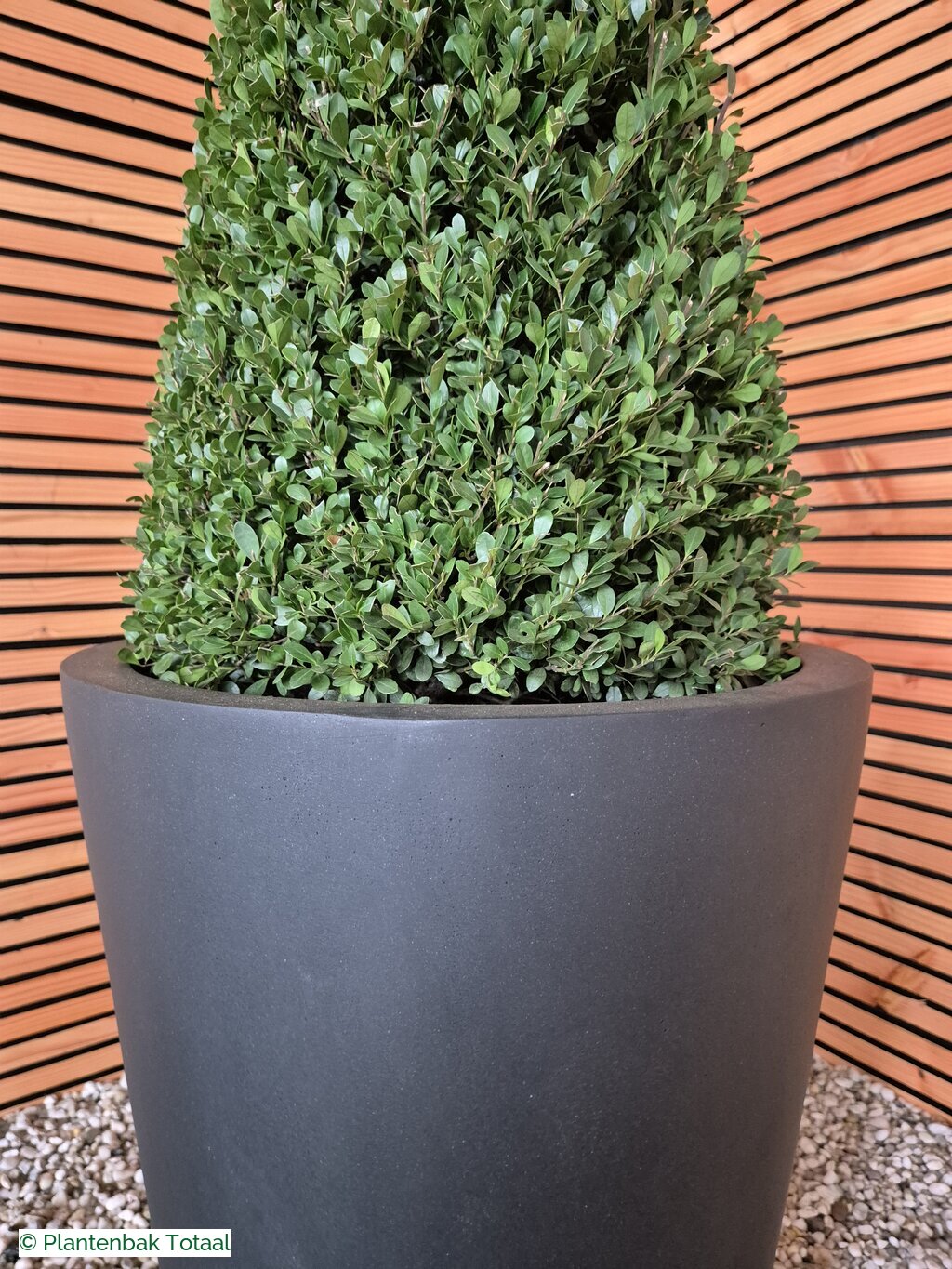 productfoto van plantenbak Fiberstone Belle M - Ilex Kegel