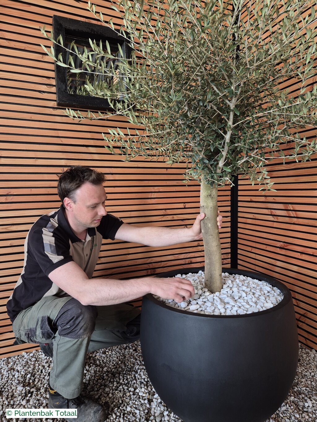 productfoto van plantenbak Fiberstone Orb L - Olijfboom