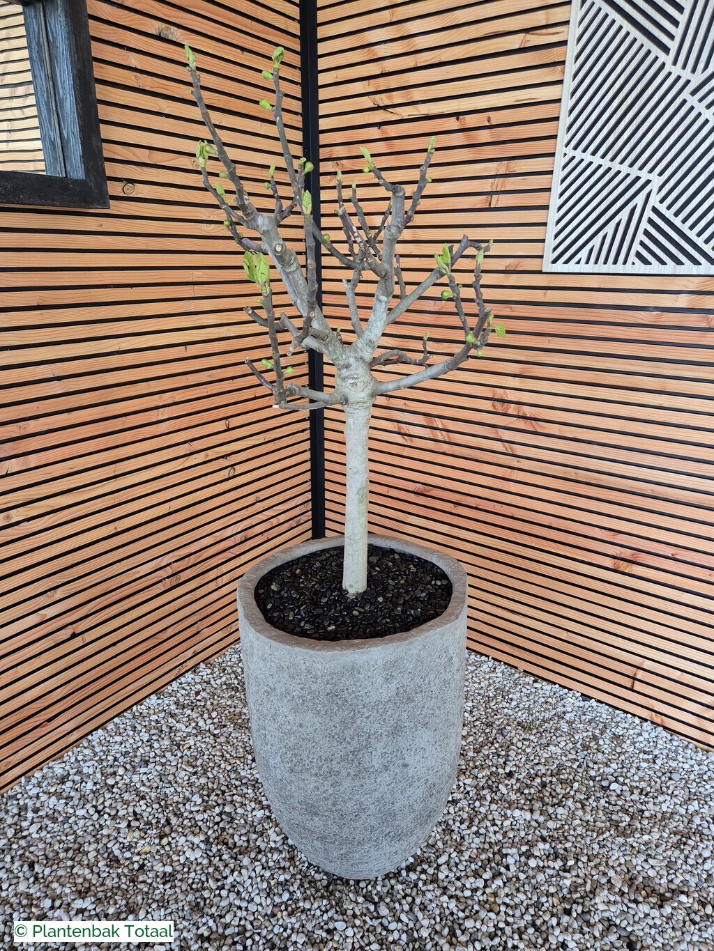 productfoto van plantenbak Fiberstone Mt. Hayes L - Vijgenboom