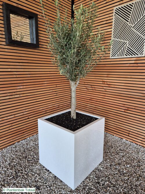 productfoto van plantenbak Fiberstone Block XL Hoogglans - Olijfboom