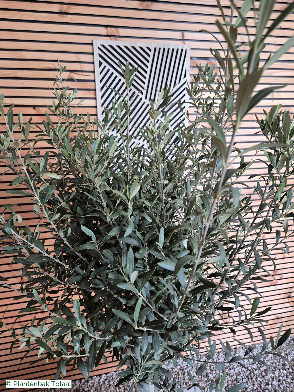 productfoto van plantenbak Fiberstone Block XL Hoogglans - Olijfboom