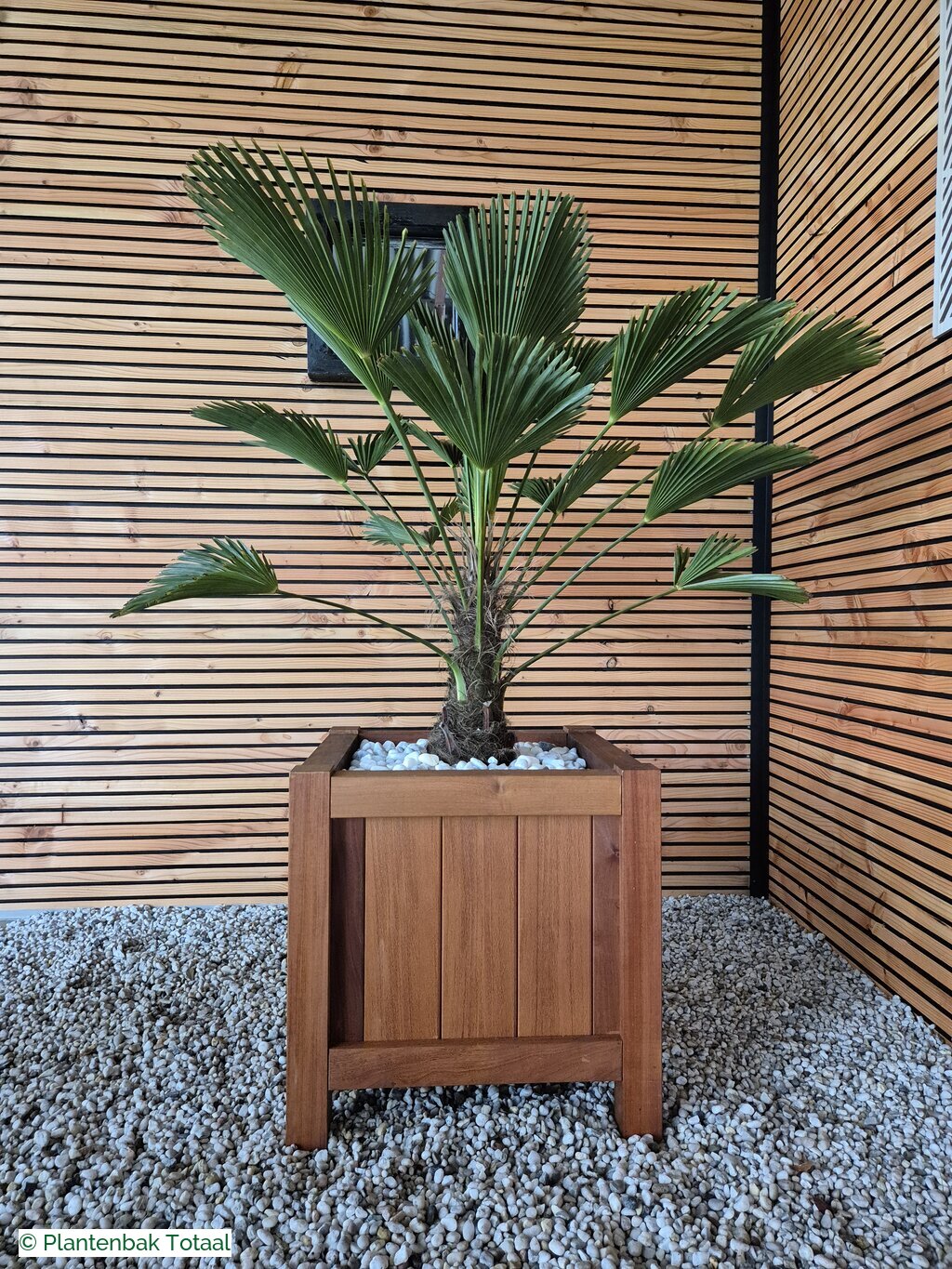 productfoto van plantenbak Hardhout Valencia - Trachycarpus Palm