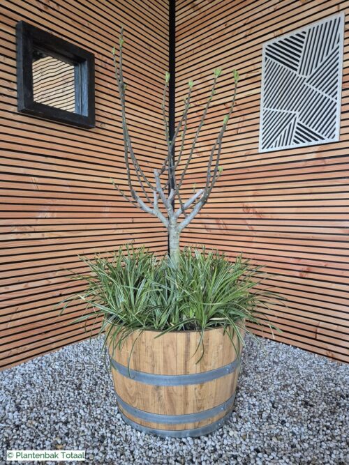 productfoto van plantenbak Eikenhout Half Wijnvat - Vijg & Carex