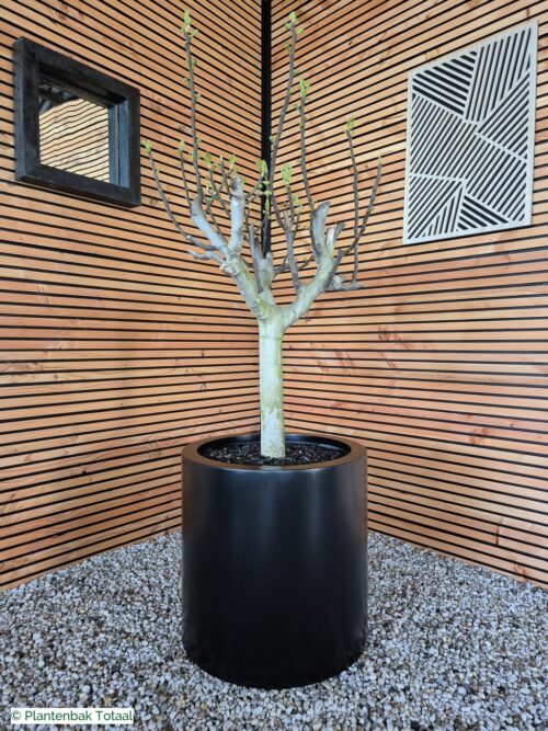 productfoto van plantenbak Aluminium Circum - Grote Vijgenboom